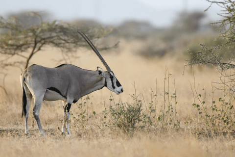 From Addis Ababa: 3-Day Awash Game Drive Safari Tour 3 Days Awash NP Game drive Safrai Tour