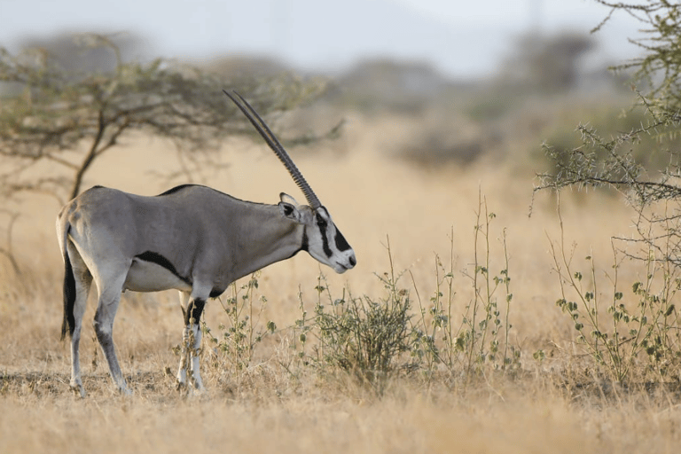 From Addis Ababa: 3-Day Awash Game Drive Safari Tour 3 Days Awash NP Game drive Safrai Tour