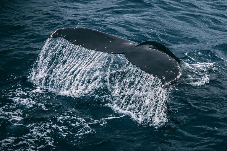 Excursion d'une journée sur la route des baleines