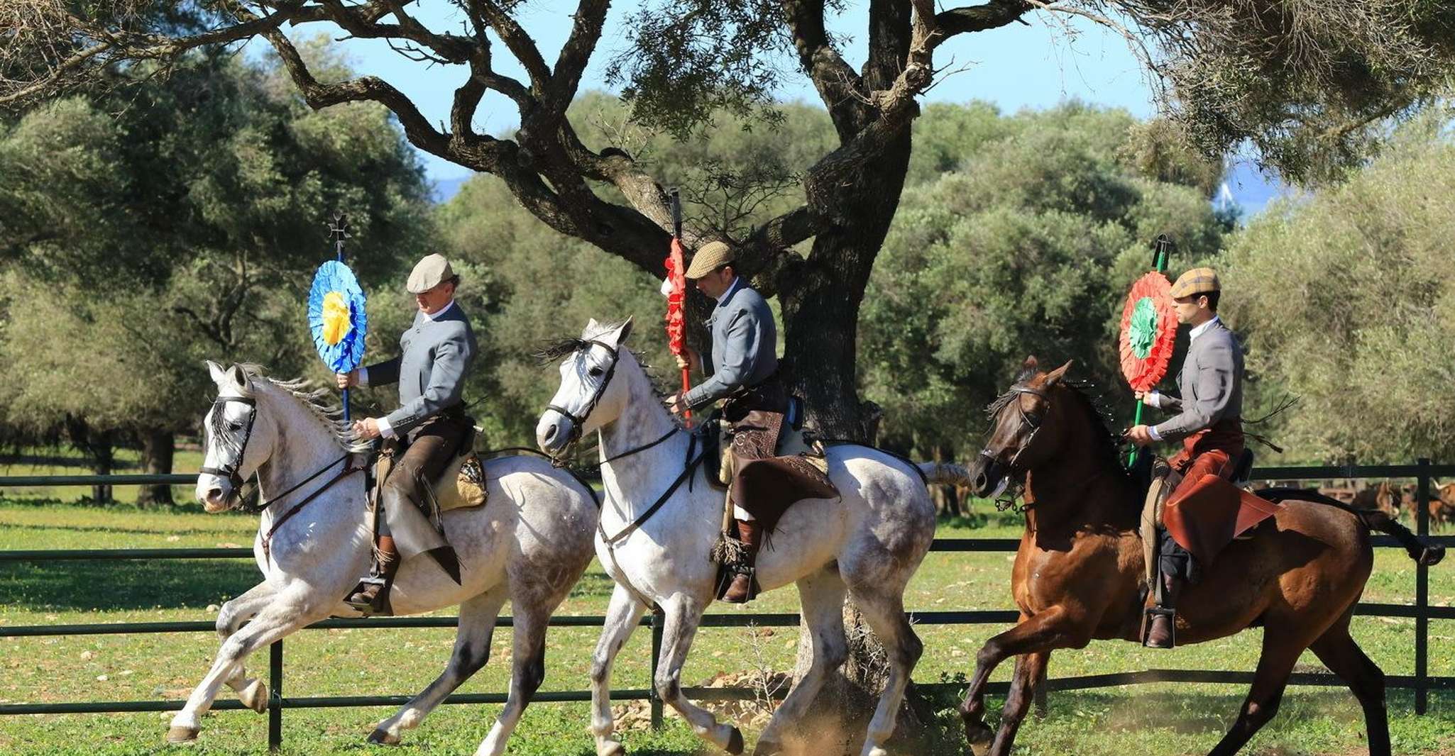 Cadiz: Andalusian Horses and Bulls Country Show photo 5