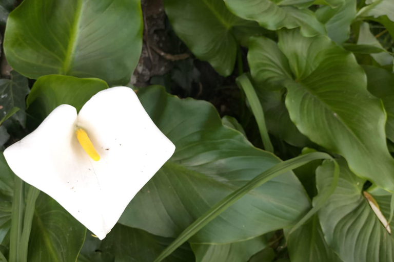 S. Miguel: Snorkeling adventure in Caloura