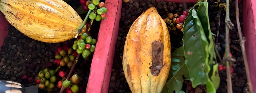 Excursion en buggy à Punta Cana : Mamajuana - Café - Baignade dans un cenote et sur la plage de Macao