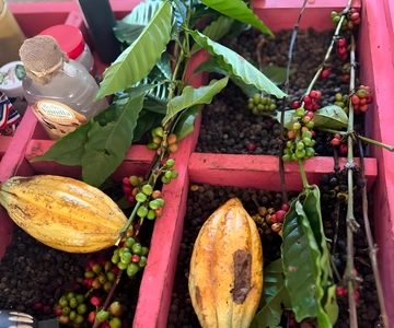 Buggy Tour in Punta Cana: Mamajuana - Coffee - Swimming in Cenote and Macao Beach