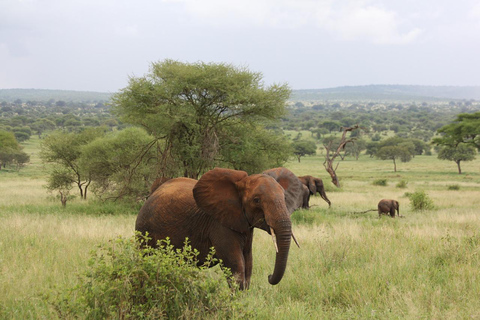 2 dagar 1 natt till Tarangire &amp; Lake manyara från Zanzibar