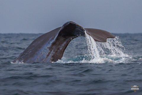 From Skjervøy: Whale Watching in a Heated Cabin Cruiser