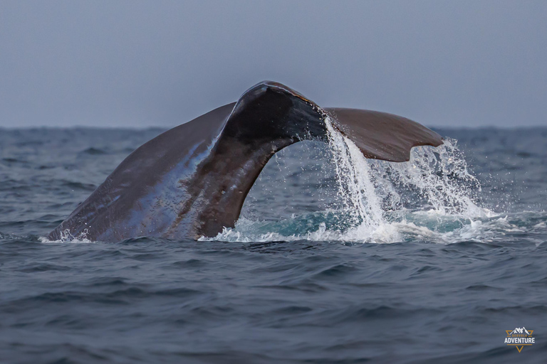From Skjervøy: Whale Watching in a Heated Cabin Cruiser