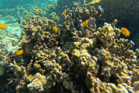 Ko Lanta : Koh Rok et Koh Haa : plongée avec masque et tuba dans les joyaux d&#039;Andaman