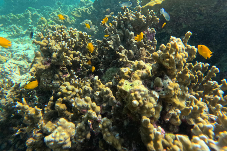 Ko Lanta: Koh Rok e Koh Haa Snorkeling a excursão das joias de Andaman