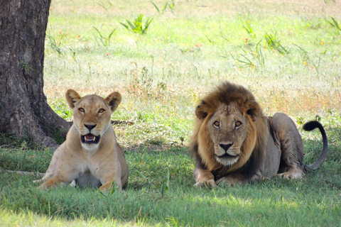 De Zanzibar: 2 dias no Parque Nacional Nyerere/Selous de avião