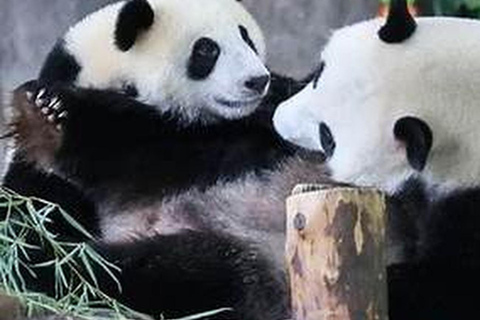 Shanghai Wildlife Park 1-Day Ticket + Free Safari Shuttle