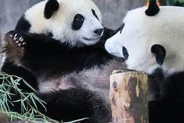 Shanghai Wildlife Park 1-Day Ticket + Free Safari Shuttle