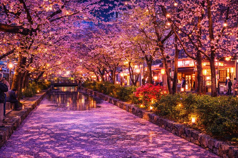 Limited Kyoto Evening: Sakura, Sake & Night Festival Vibes Package A: Cherry Blossom Limited - Sakura Drinking Party