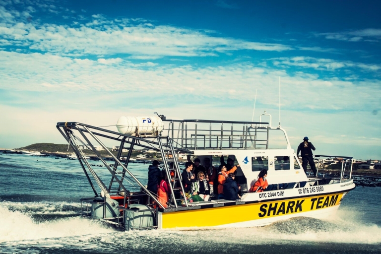 Gansbaai: Käfigtauchen-Abenteuer mit HaienKäfigtauchen mit Haien