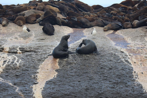 Cape of Good Hope and Penguins Full-Day Private Tour Private tour: Cape of Good Hope and Penguins Full-Day Tour