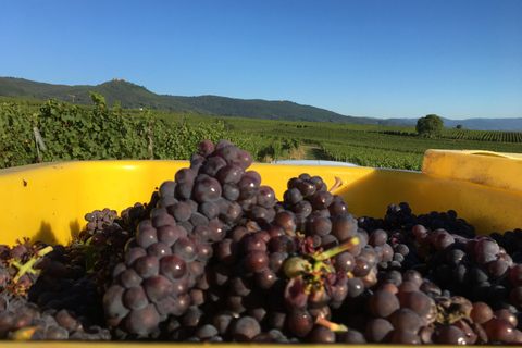 Alsácia: degustação de vinhos