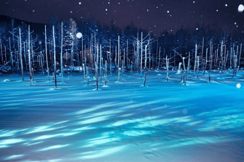 Late Departure: Asahiyama Zoo & Blue Pond & Ningle Terrace