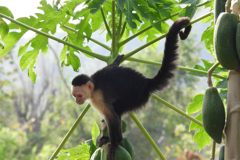 Monkey’s Creek: An Extreme Tropical Forest Hiking Adventure