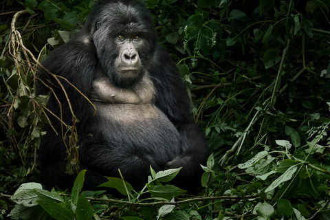 From Kigali: Uganda Mountain Gorilla Trekking Day Trip