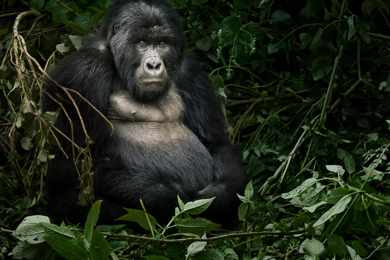 From Kigali: Uganda Mountain Gorilla Trekking Day Trip