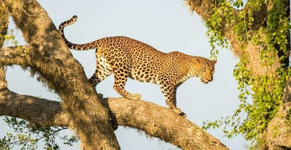 All-Inclusive Yala National Park Private Safari Day Trip