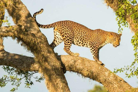 Yala National Park Private Safari Tour from Colombo/Kalutara (All Inclusive) Pick up from Colombo/Negombo/Katunayake