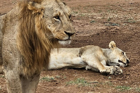 Halvdagsutflykt till Nairobis nationalpark med upphämtning från hotell