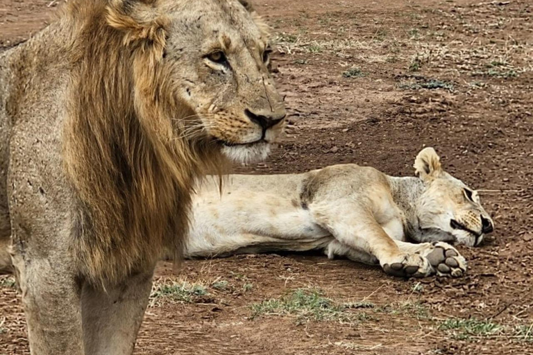 Halvdagsutflykt till Nairobis nationalpark med upphämtning från hotell