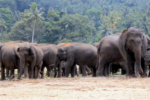 Dagtocht naar David Sheldrick Elephant Orphanage Trust en Gir