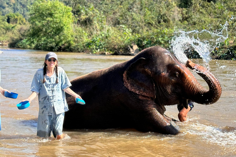 Chiang Mai Tour: Bua Tong Sticky Waterfall & Elephant Care Private tour : Sticky Waterfalls & Elephant Care in English