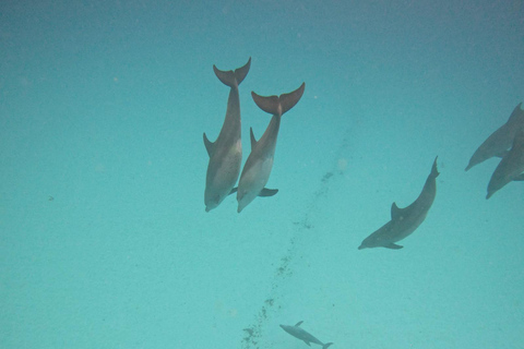 Mnemba: Afrikanska Maldiverna dagstur med lunchNungwi: Afrikanska Maldiverna dagstur med lunch