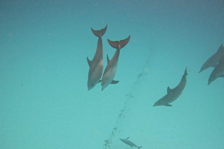 Mnemba: Afrikanska Maldiverna dagstur med lunchNungwi: Afrikanska Maldiverna dagstur med lunch