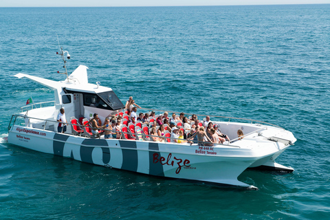 Portimão:Dolphins & Benagil Caves Catamaran-Marine Biologist