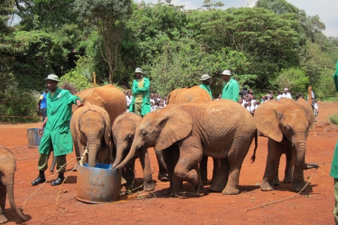 Sierociniec dla słoni i Bomas w Kenii