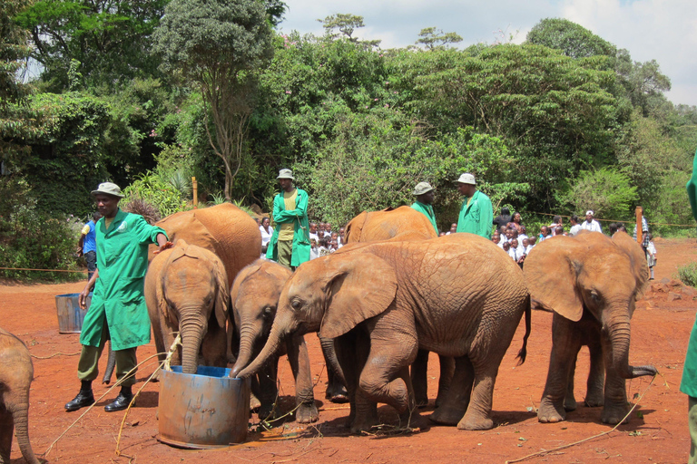 Elephant Orphanage and Bomas of Kenya