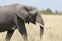 Zambezi National Park Private Wildlife Safari (4 - 10 hours) - Housity