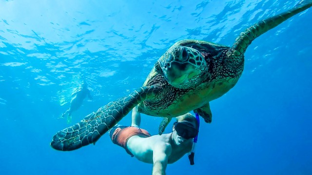 Visit San Juan Swim and Snorkel with Turtles at Escambron in Rio Grande