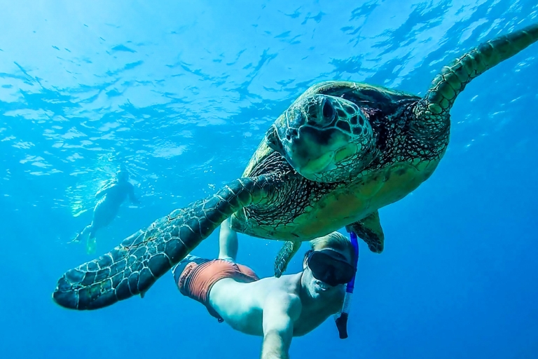 Puerto Rico: Schnorcheln mit Turtles Adventure