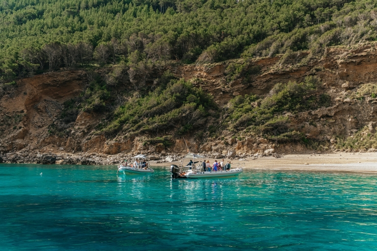Alcudia/Can Picafort: Geführte Delfinbeobachtungstour bei SonnenaufgangTour mit Hotelabholung und Rücktransfer