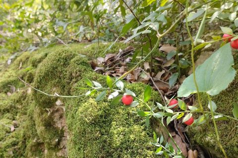 baño de bosque / bany de forêt