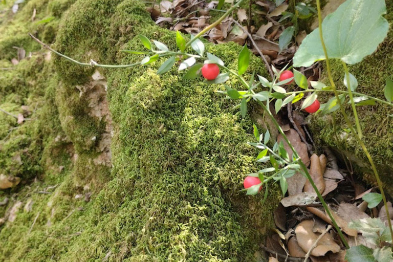 baño de bosque / bany de forêt