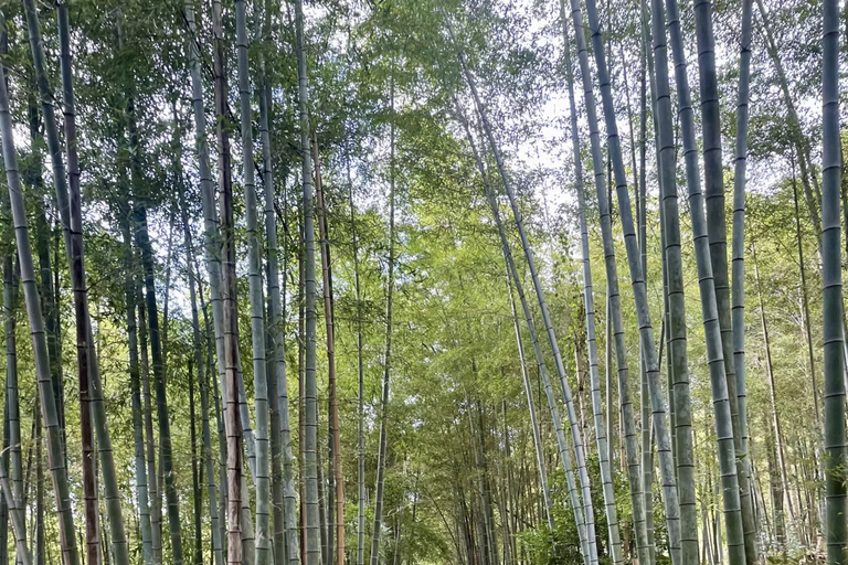 I segreti nascosti di Fushimi Inari: sentieri di bambù e villaggio del sake