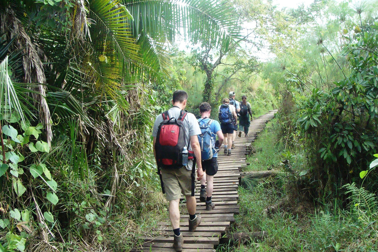 Kibale Forest Park: 3-daagse chimpansee-tracking &amp; kratermeren