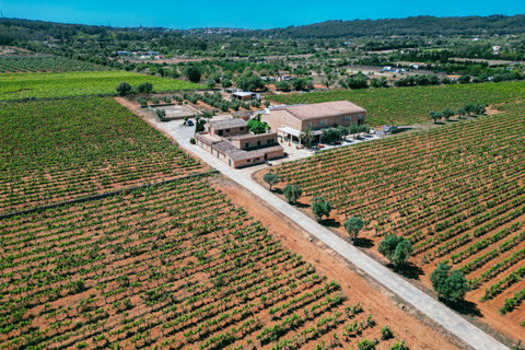 Mallorca: tour door wijnmakerij Bodegas Ángel met wijnproeverij