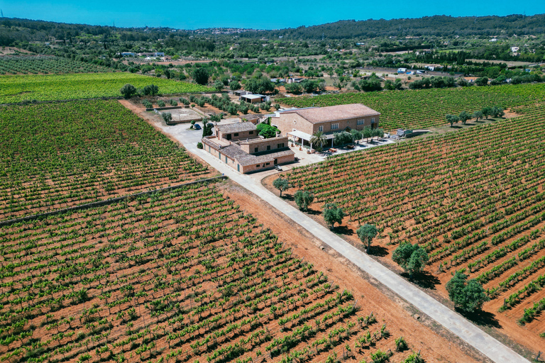 Mallorca: tour door wijnmakerij Bodegas Ángel met wijnproeverij
