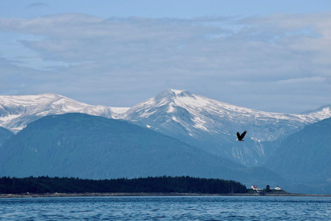 Juneau: Whale Watching Cruise with Bus Transfer