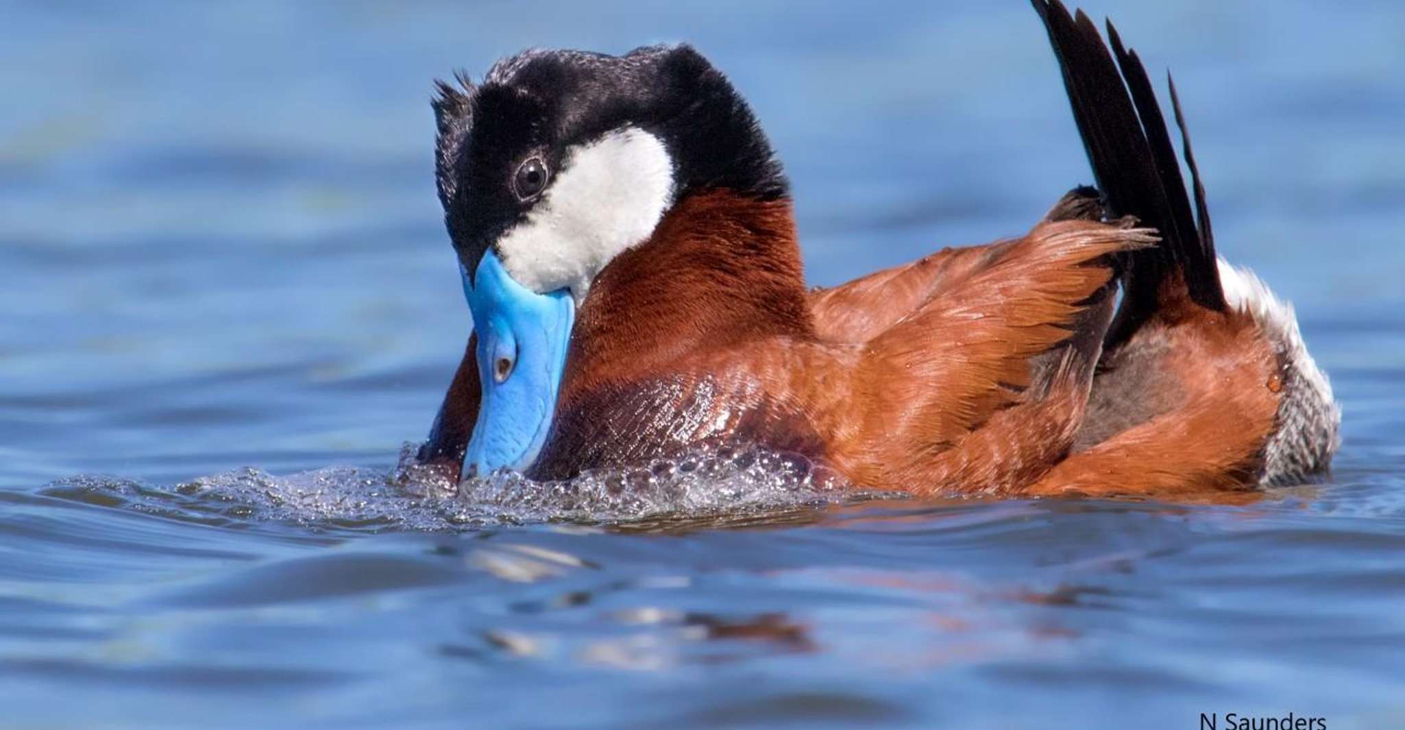 Saskatoon, Donna Birkmaier Park Birding and Walking Tour - Housity