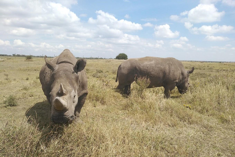 Safari con pernottamento a Ol Pejeta Conservancy