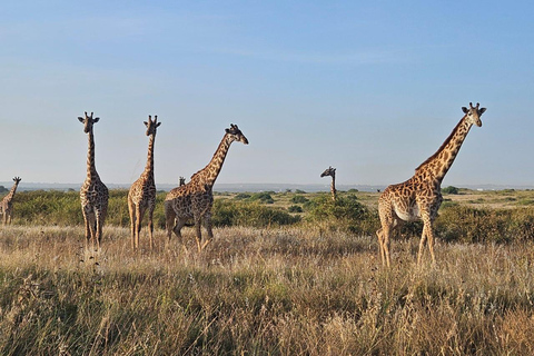 Parc national de Nairobi : promenade nocturne avec prise en charge gratuite