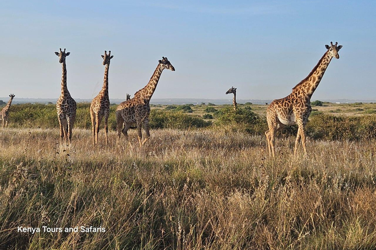 Parc national de Nairobi : promenade nocturne avec prise en charge gratuite