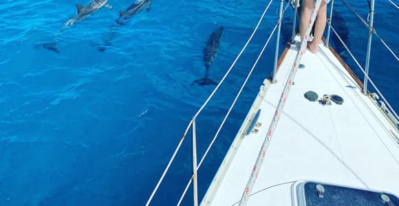 Oahu: Waikiki Sail & Turtle Snorkel Tour for Up to 6 Guests
